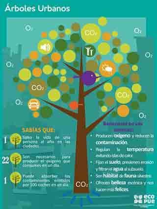 Debemos exigir más arboles en nuestras ciudades