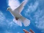 Decídete volar