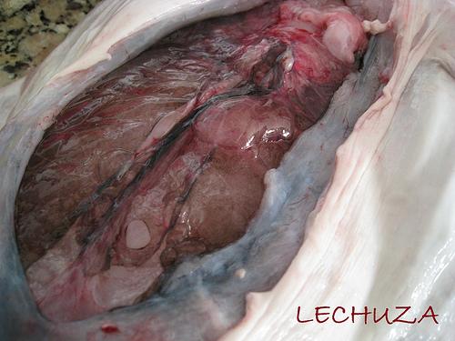 Arroz rape bogavante sorteo mariscada 