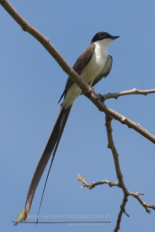 Tijereta (Fork tailed flycatcher) Tyrannus savana