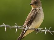 Golondrina ribereña Southern rough-winged Swallow) Stelgidopteryx ruficollis