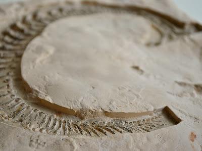 La evolución tipográfica de Andreas Scheiger