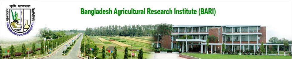 Bangladesh presenta la berenjena transgénica