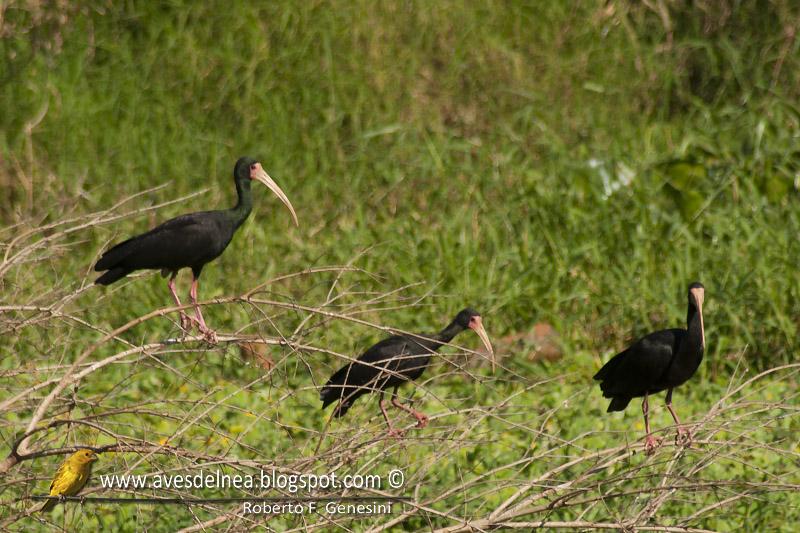 Cuervillo cara pelada ( Bare-faced Ibis ) Phimosus infuscatus