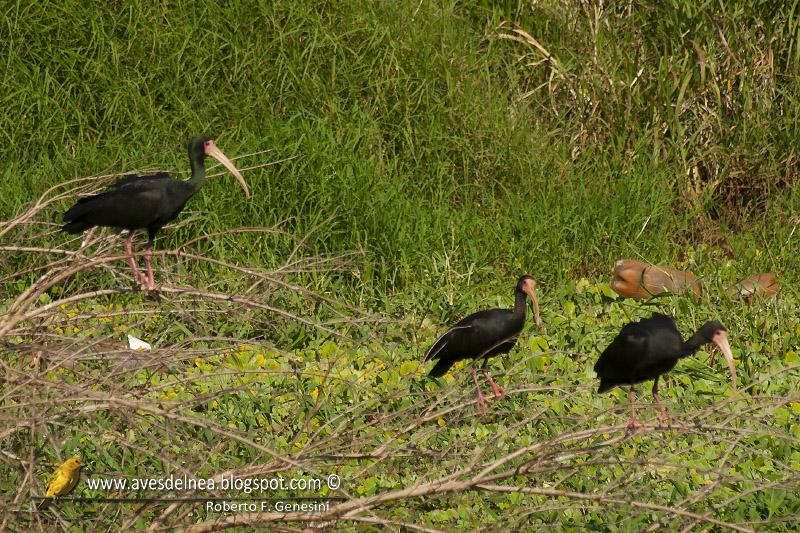 Cuervillo cara pelada ( Bare-faced Ibis ) Phimosus infuscatus