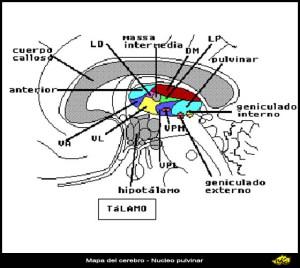 Nucleo pulvinar