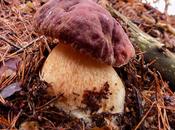 bosque brotado