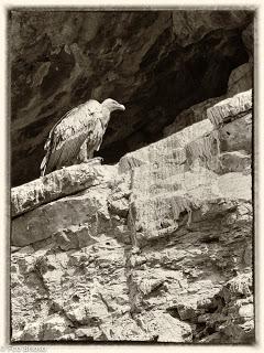 Buitres en el Alto Tajo