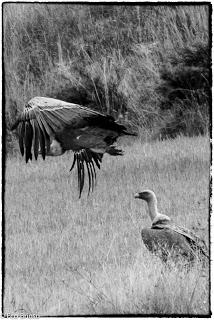 Buitres en el Alto Tajo
