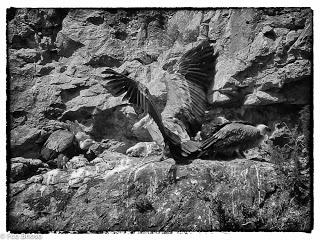 Buitres en el Alto Tajo