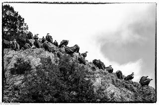 Buitres en el Alto Tajo