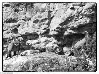 Buitres en el Alto Tajo