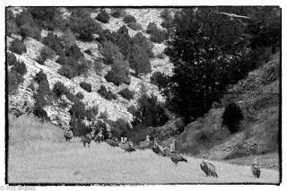 Buitres en el Alto Tajo