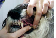 ¿ Cómo cepillar los dientes a mi perro? cepillar los dientes al perro - paso2