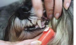 ¿ Cómo cepillar los dientes a mi perro? cepillar los dientes al perro - paso4