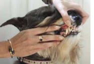 ¿ Cómo cepillar los dientes a mi perro? cepillar los dientes al perro - paso1