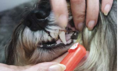 cepillar los dientes al perro - paso4