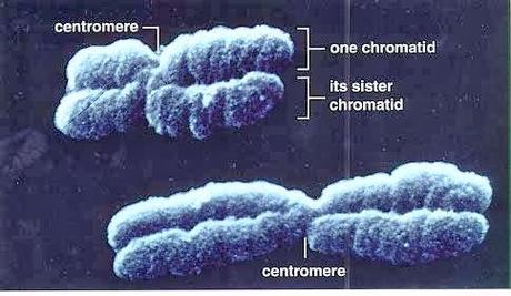 Cromosomas como portadores de la información genética