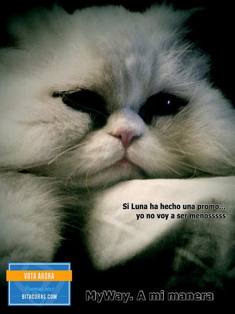 Los bitxos hacen campaña jeje