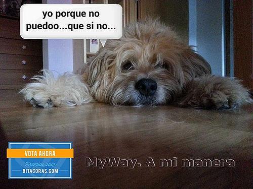 Los bitxos hacen campaña jeje