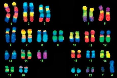 Cromosomas como portadores de la información genética