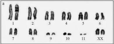 Los cromosomas como portadores físicos de las unidades de Mendel