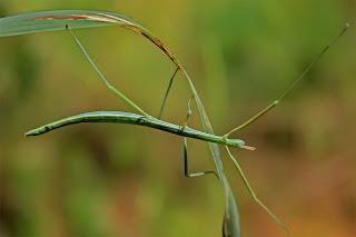 Para ampliar Pijnackeria hispanica (Insecto palo) hacer clic