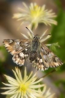 Carcharodus lavatherae (Esper, 1780)