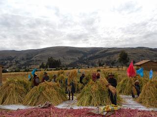 QUINUA: El Oro de los Inkas