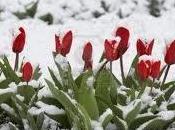 ¿Por casarse junio, julio agosto? Parte flores invierno