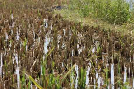  photo IMG_6041_zpsdb924d77.jpg