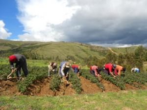 QUE ES LA AGRICULTURA