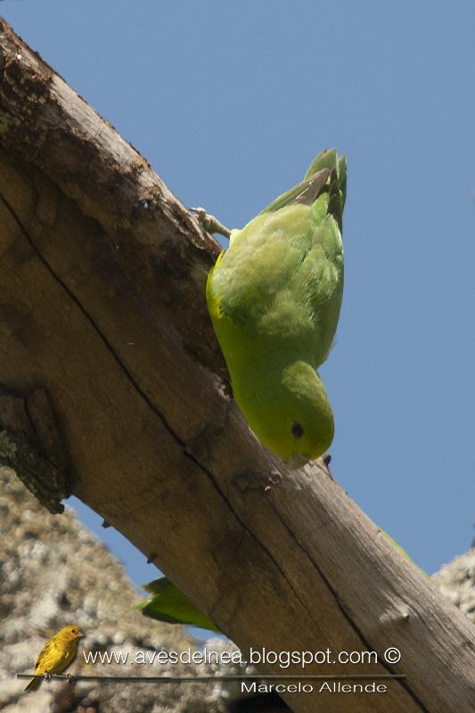 Catita enana (Blue-winged parrotlet) Forpus xanthopterygius