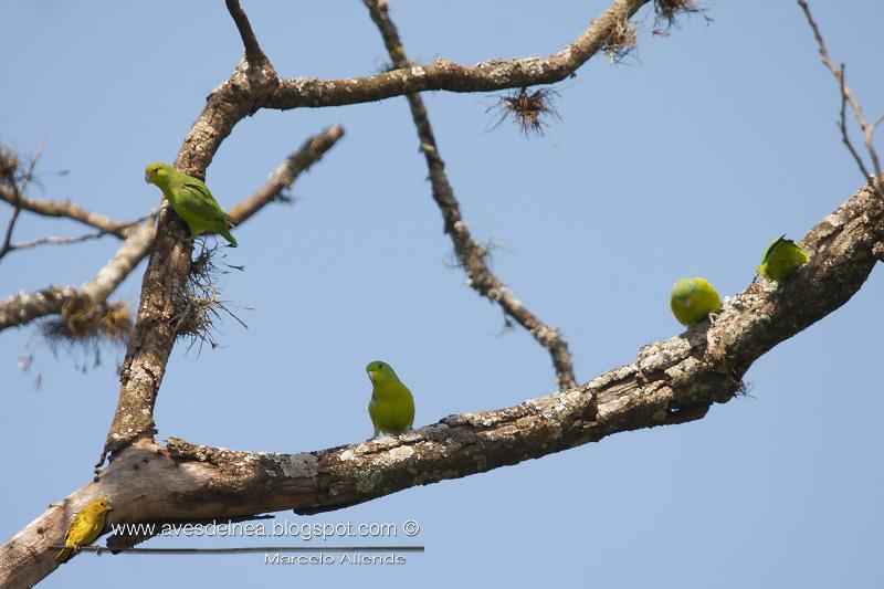 Catita enana (Blue-winged parrotlet) Forpus xanthopterygius