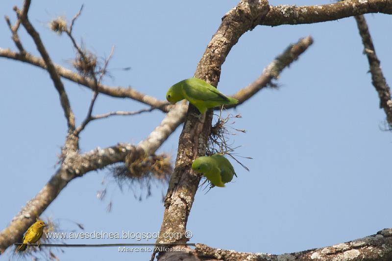 Catita enana (Blue-winged parrotlet) Forpus xanthopterygius