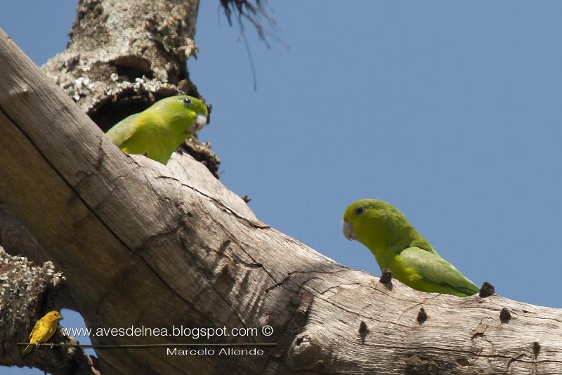 Catita enana (Blue-winged parrotlet) Forpus xanthopterygius