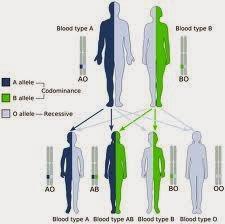 Genes separados “mendelianos” y genes ligados “Suttonianos”