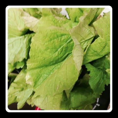 Merluza a la gallega con grelos.