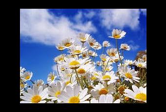 Cómo sembrar semillas de manzanilla en el jardín - Paperblog