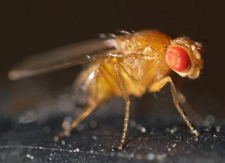 Del redescubrimiento de Mendel a la genética post-mendeliana