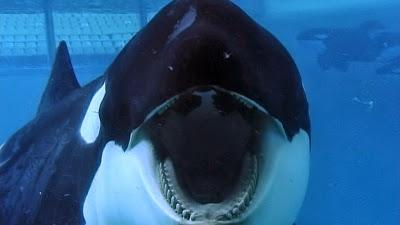 Blackfish. El llanto de las orcas