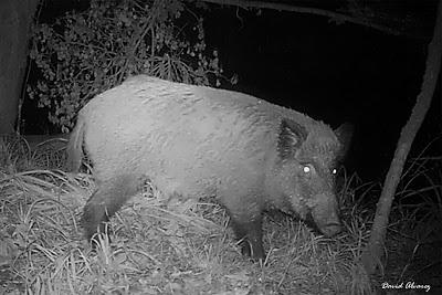 Jabalíes en la noche