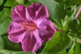 CÓMO SEMBRAR SEMILLAS DE DON DIEGO DE NOCHE