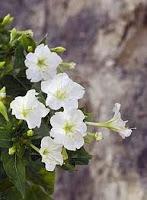 CÓMO SEMBRAR SEMILLAS DE DON DIEGO DE NOCHE