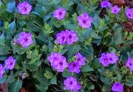 CÓMO SEMBRAR SEMILLAS DE DON DIEGO DE NOCHE