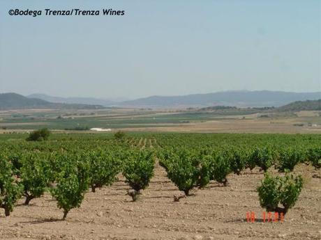 Viñedos de Bodega Trenza