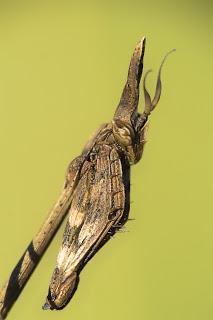 Para ampliar Empusa pennata (Thunberg, 1815) Mantis palo hacer clic