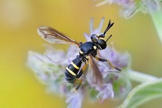 Para ampliar Conops flavipes (Linnaeus, 1758) hacer clic