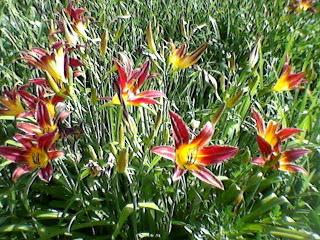 Los primeros colores de la primavera