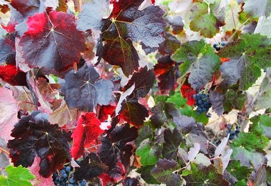 Recorriendo los senderos de España durante el otoño